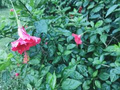 -荔枝公园(福田区)