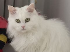 -北京观赏动物医院·24小时大型综合·猫专科·异宠专科