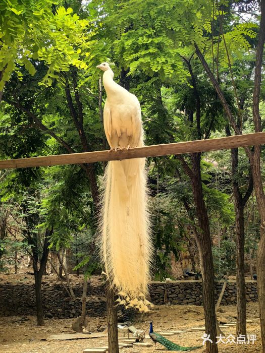 石家庄市动物园图片