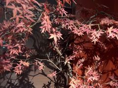 -解家河南菜(金水路店)