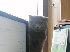 -瑞鹏宠物医院·猫科·宠保定点(梅溪湖分院)