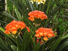 -北京植物园-展览温室