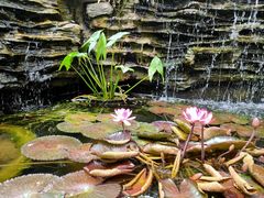 -国家植物园南园