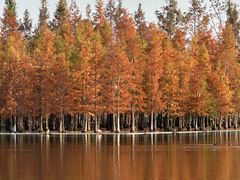 -白鹭湾湿地公园
