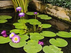 -国家植物园南园