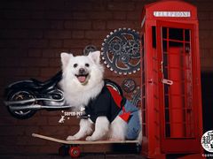 -超宠爱宠物摄影-Super pet
