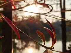 -深圳仙湖植物园