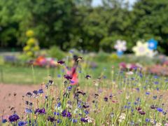 -上海共青森林公园