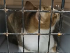 -瑞派动物医院·猫专科·至诚(江南中分院)