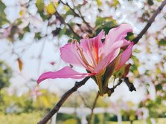 -深圳人才公园
