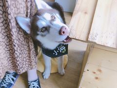 -Husky Go! 哈士奇体验馆·宠物咖啡厅狗咖