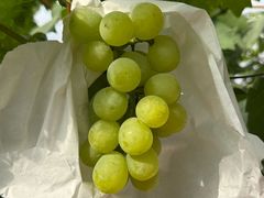 -马陆小张葡萄园农家乐