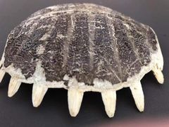 -御灸堂古法艾灸(东坝店)