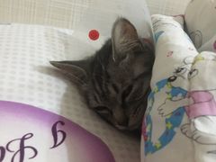 -瑞派长江宠物医院·猫科·外科·24小时夜护(谊城公寓分院)