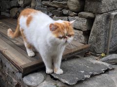 -喵屿·大理花园猫咖