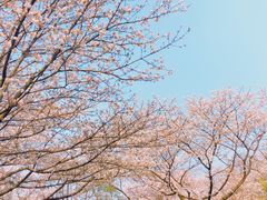 -武汉大学-樱园