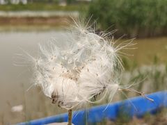 -江天生态园餐厅