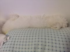 -翊宠yipet猫狗购宠庄园犬舍•猫舍