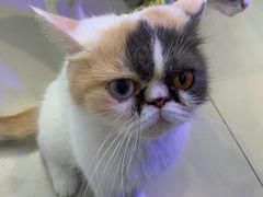 -平行世界·猫咖(首经贸店)