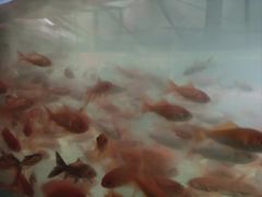 -金陵花卉交易市场