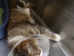 -萌兽医馆·犬猫专科·眼科中心·宠物医院(朝阳门分院)