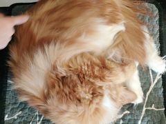 -平行世界·猫咖(首经贸店)