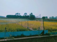 -光明小镇欢乐田园