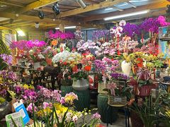 -溪岸路花鸟市场