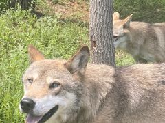 -秦皇岛野生动物园