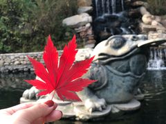 -大连天门山国家森林公园