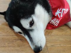 -Husky Go! 哈士奇体验馆·宠物咖啡厅狗咖