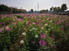 -广东花都香草世界旅游度假区