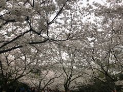 -武汉大学-樱园