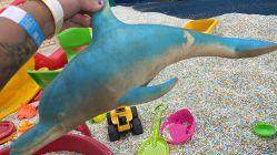 -爱丽丝奇幻乐园