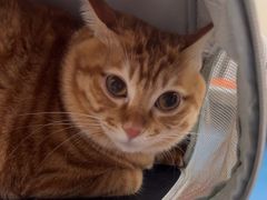 -创凡宠物医院·骨专科  猫科中心(西乡分院)