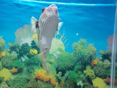 -泉州海丝野生动物世界