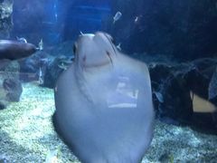 -暹罗海洋世界