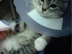 纳吉亚动物诊所-纳吉亚猫专科动物诊疗中心(蒋宅口分院)