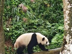 -中国大熊猫保护研究中心雅安碧峰峡基地