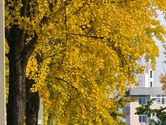 -四川大学(望江校区)
