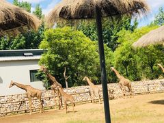 -北京野生动物园