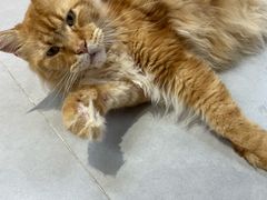 -Heymao猫咖.咖啡厅(东门店)