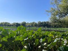 -长春市南湖公园