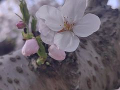 -高东镇樱花园