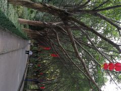-滴水岩森林公园