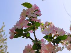 -海棠花溪(元大都城垣遗址公园)