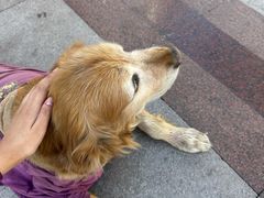 -圣·阿列克谢耶夫教堂