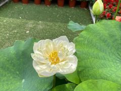 -陈家山荷花公园