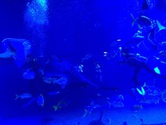 -烟台海昌鲸鲨海洋公园