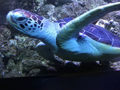 -海合安青岛极地海洋公园
